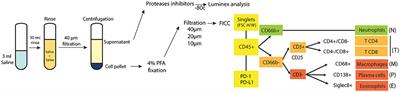 Characterization of Oral Squamous Cell Carcinoma Associated Inflammation: A Pilot Study